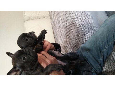 French bulldog yavruları