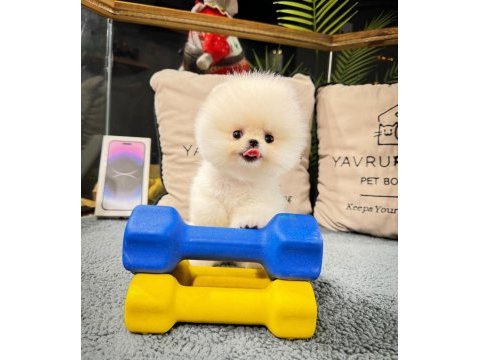 Veteriner kontrollü pomeranian yavru