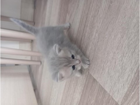 5 yavru 1 anne kedimiz