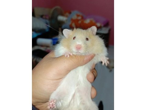4 aylık full eğitimli hamster