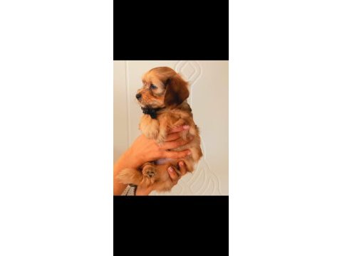 55 günlük maltipoo yavrusu kıvırcık tüylü