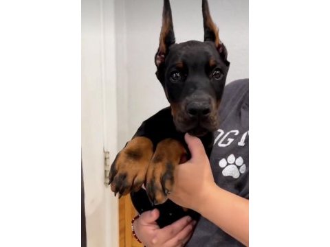 Tuvalet eğitimli doberman yavrular