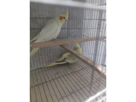 Petshop fiyatına sultan papağanı
