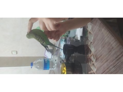 Erkek spangle muhabbet kuşu yavru