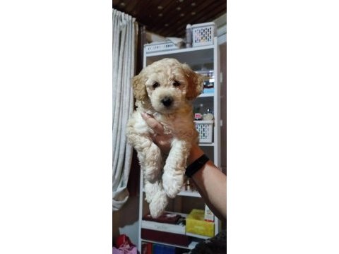 Toy poodle 2 aylık ev üretimi yavrularımız