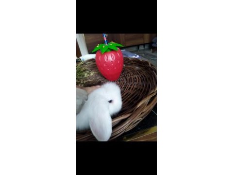 Sevimli minik tavşanlar