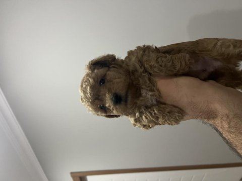Toy poodle yavrular