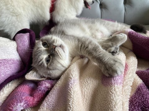 3 yaşında dişi british shorthair