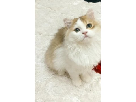 Anne baba şecereli a kalite yeşil göz erkek british yavrumuz