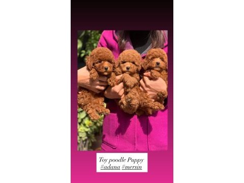 Toy poodle bebeklerimiz