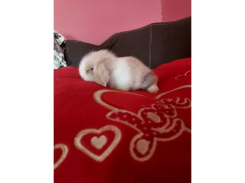 Lop tavşanı yavrusu