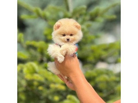 Pofuduk pomeranian cinsi yavrularımız