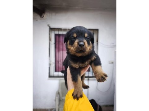 A kalite rottweiler bebekler