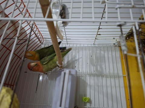 Genç çift sağlıklı sevda papağanlar