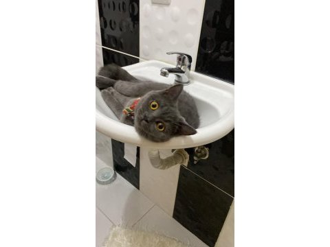 Adı duman 8 aylık kedim