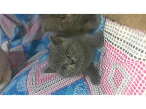 British shorthair yavru