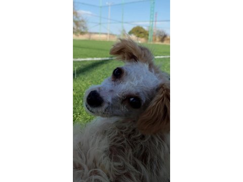Sahiplendirilecek köpeğimiz 2 yaşında