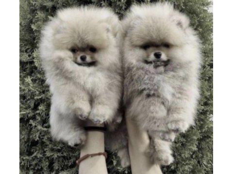 Pomerianan boo yavrular için ulaşın
