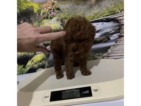 Harika kore poodle yavrusu