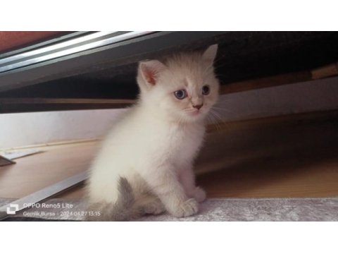 Ev ortamından a kalite blue point british shorthair yavrular