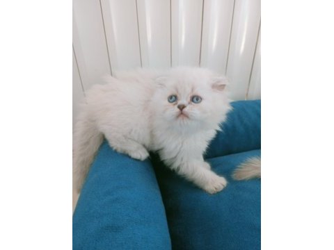 Mavi gözlü british longhair bebeğim