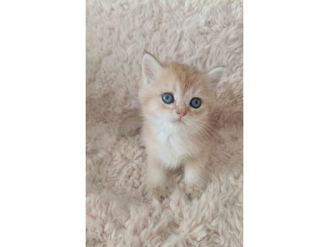 Ny serisi british shorthair bebişler