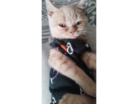 British shorthair ve iran kırması paşa