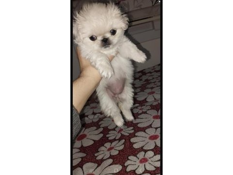 Orijinal safkan pekinez bebek köpekler