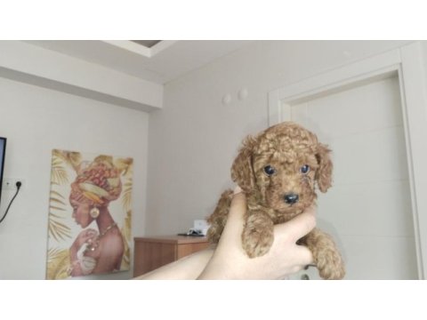 4 poodle yavru