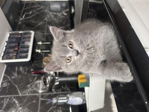 Dünya güzeli bebek kedilerimiz yeni yuvalarını arıyor