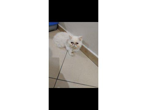 Anne iran chinchilla baba british shorthair