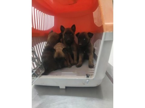 Günü gelen aşıları tam mükemmel malinois yavru köpekler