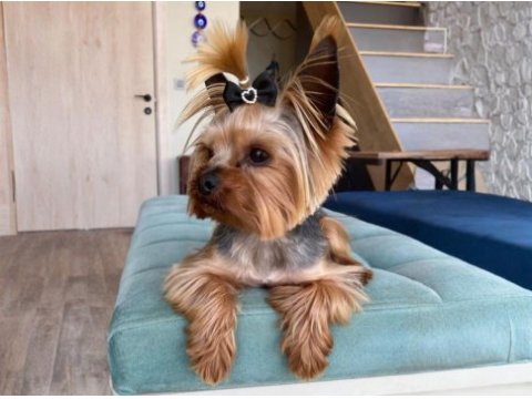 Orjinal teacup erkek yorkshire terrier 1800gr