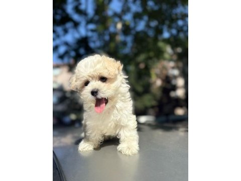 Maltipoo poodle pomeranian boo