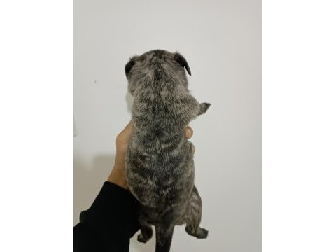 Hamburger surat pug yavruları