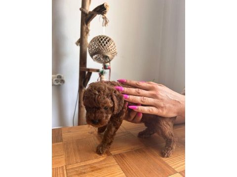 Çok tatlı, red brown, orijinal toy poodle yavruları