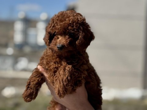 Ankaranın en seçkin red brown toy poodle yavruları