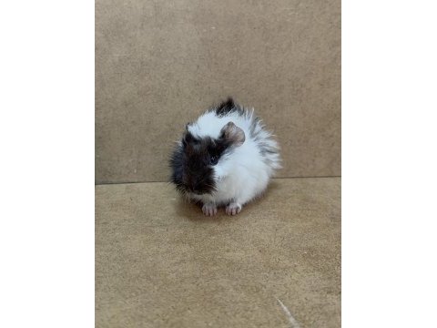 Ginepig yavrusu gün içi gönderim sağlanmaktadır