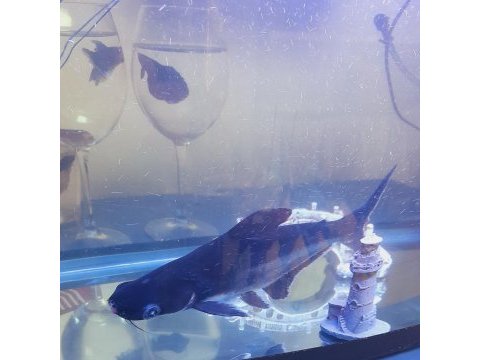 Pengasus cins köpek balığımız sağlıklı 23 cm