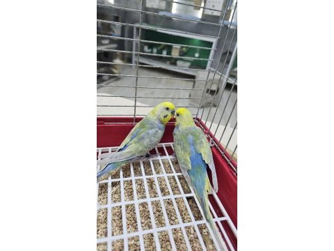 Raınbow üst vasıf muhabbet takımlar açıklamayı okuyun