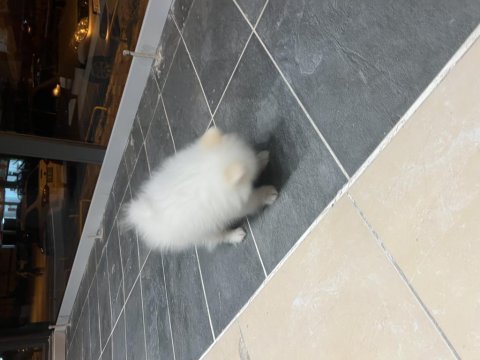 Acil uygun pomeranian boo