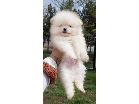 Pomeranian boo köpeği