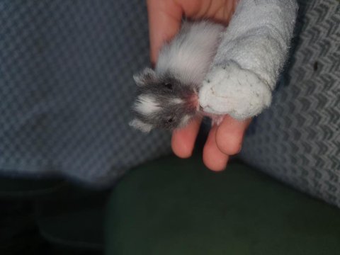 Yeni doğan bebek hamsterlar