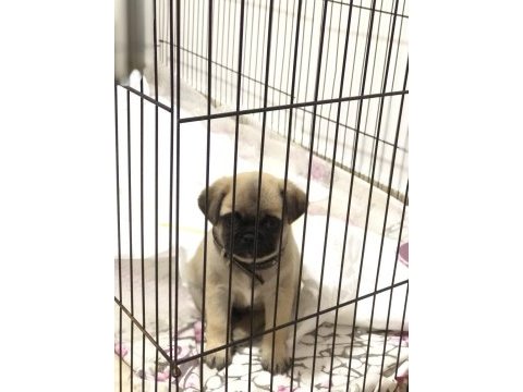Dişi pug yavru köpeğimiz