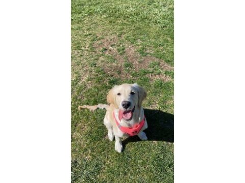 8 aylık dişi baby face golden retriever