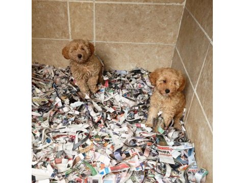 A kalite maltipoo yavrularımız
