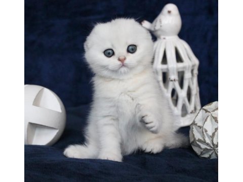 Mavi boncuğumuz silver scottish fold shorthair 