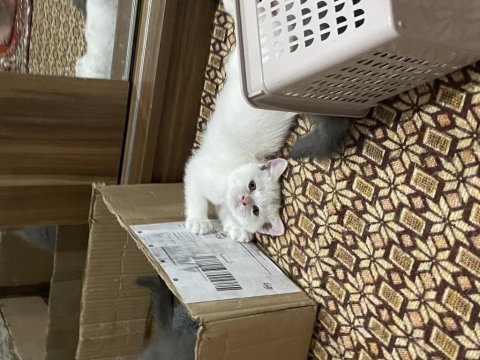 Sahiplendirme british shorthair