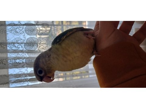 Uçarak ele gelen full elcik turkuaz konur papağanı