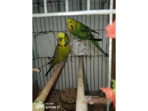 Jumbo muhabbet kuşu